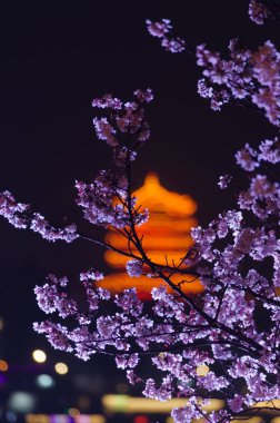 Hubei, Wuhan 'daki Sarı Turna Kulesi Parkı' nın bahar manzarası.