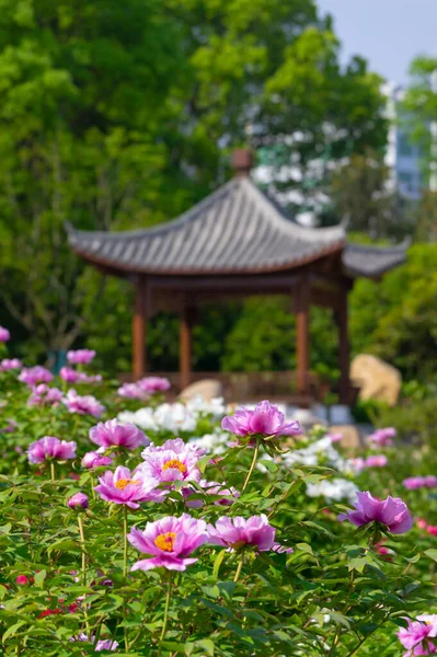 Tidig Vår Landskap East Lake Peony Garden Wuhan Hubei — Stockfoto