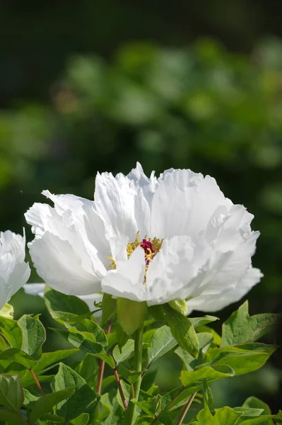 Early Spring Scenery East Lake Peony Garden Wuhan Hubei — Fotografia de Stock