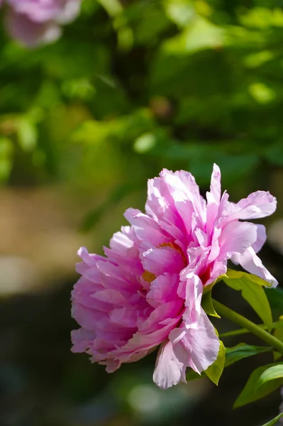 Early Spring Scenery East Lake Peony Garden Wuhan Hubei — Fotografia de Stock