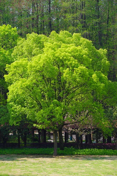 Early Spring Scenery East Lake Peony Garden Wuhan Hubei — Foto de Stock