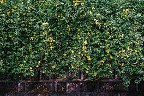 Hubei, Wuhan 'daki Sarı Turna Kulesi Parkı' nın bahar manzarası.