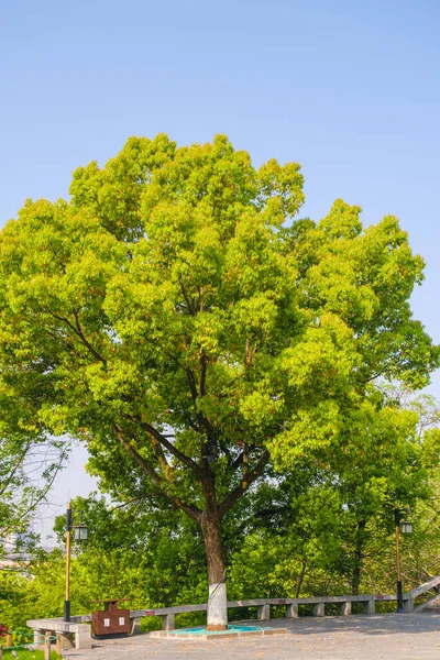 Spring Scenery Yellow Crane Tower Park Wuhan Hubei — Foto de Stock