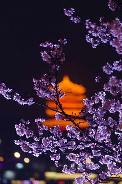 Hubei, Wuhan 'daki Sarı Turna Kulesi Parkı' nın bahar manzarası.