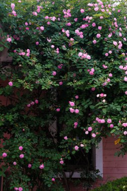 Wuhan, Hubei 'deki Doğu Gölü Sahne Bölgesi' nde güller açar.