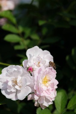 Wuhan, Hubei 'deki Doğu Gölü Sahne Bölgesi' nde güller açar.