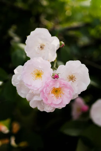 Roses Bloom East Lake Scenic Area Wuhan Hubei — ストック写真