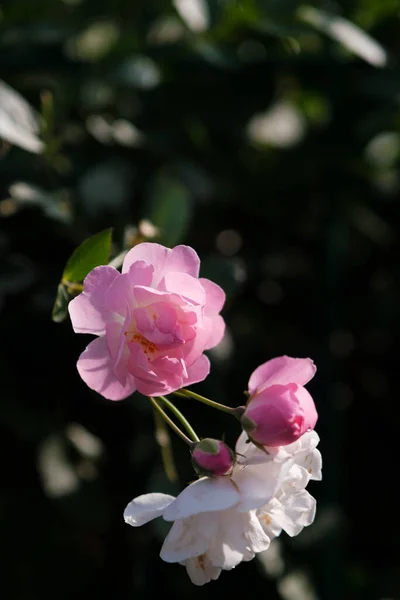 Roses Bloom East Lake Scenic Area Wuhan Hubei — ストック写真