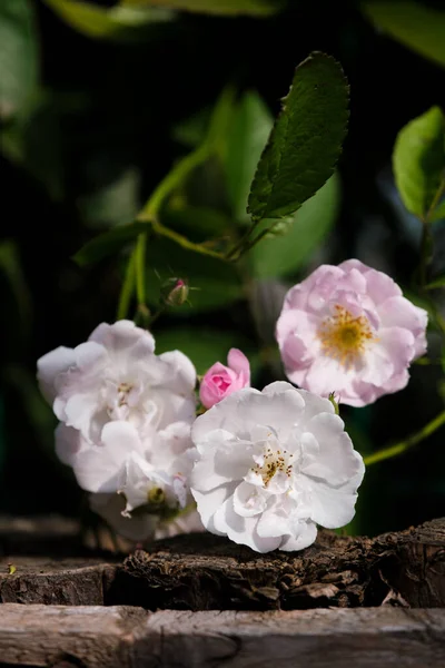 Roses Bloom East Lake Scenic Area Wuhan Hubei — Fotografia de Stock