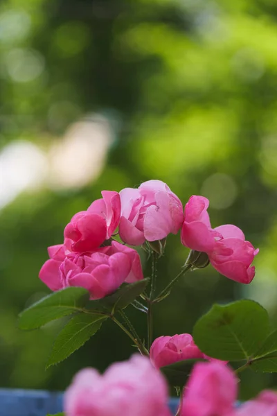 Roses Bloom East Lake Scenic Area Wuhan Hubei — Fotografia de Stock