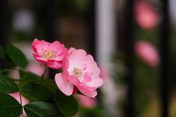 Róże Kwitną East Lake Scenic Area Wuhan Hubei — Zdjęcie stockowe