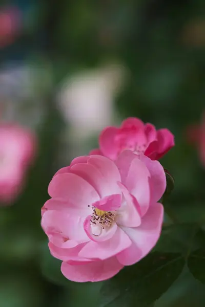 湖北武汉东湖风景区玫瑰盛开 — 图库照片