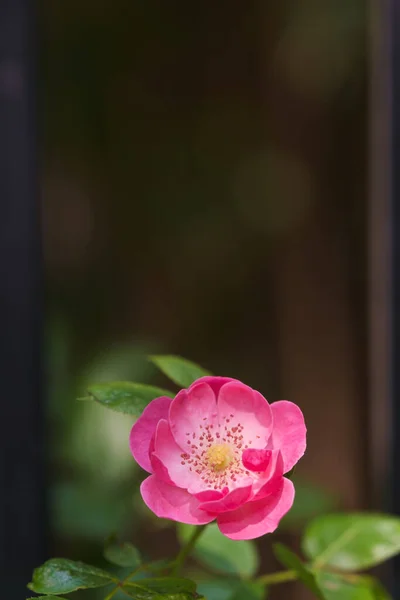 Róże Kwitną East Lake Scenic Area Wuhan Hubei — Zdjęcie stockowe
