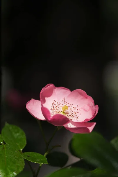 湖北武汉东湖风景区玫瑰盛开 — 图库照片