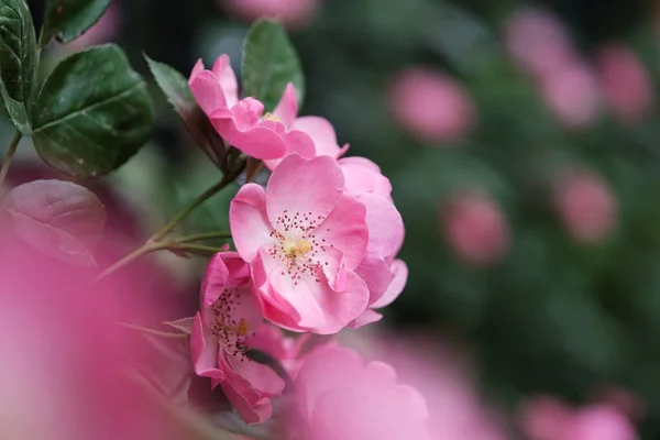 Roses Bloom East Lake Scenic Area Wuhan Hubei — ストック写真
