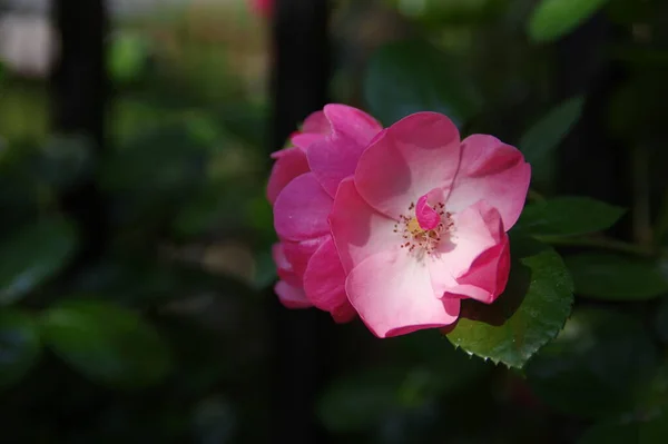 Roses Bloom East Lake Scenic Area Wuhan Hubei — ストック写真