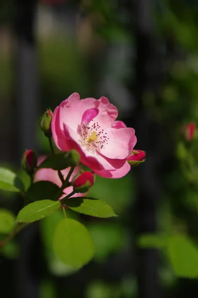 Roses Bloom East Lake Scenic Area Wuhan Hubei — Fotografia de Stock