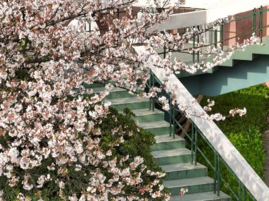 Wuhan, Hubei 'deki Qingchuange Sahnesi' nde kiraz çiçekleri açar.