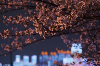 Wuhan, Hubei 'deki Qingchuange Sahnesi' nde kiraz çiçekleri açar.