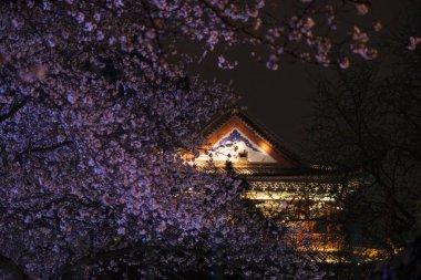 Wuhan, Hubei 'deki Qingchuange Sahnesi' nde kiraz çiçekleri açar.
