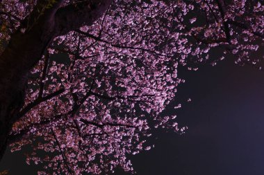 Cherry blossoms bloom in Qingchuange Scenic Spot in Wuhan, Hubei