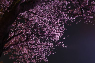 Cherry blossoms bloom in Qingchuange Scenic Spot in Wuhan, Hubei clipart