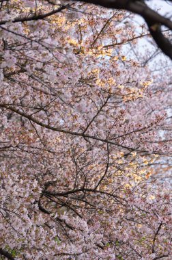 Wuhan, Hubei 'deki Qingchuange Sahnesi' nde kiraz çiçekleri açar.