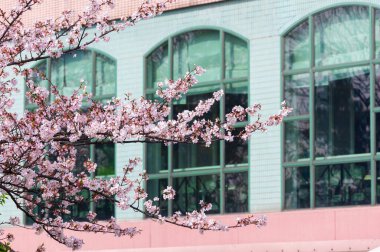 Wuhan, Hubei 'deki Qingchuange Sahnesi' nde kiraz çiçekleri açar.