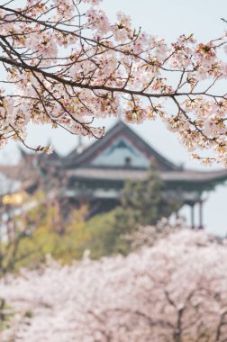 Wuhan, Hubei 'deki Qingchuange Sahnesi' nde kiraz çiçekleri açar.