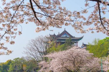 Wuhan, Hubei 'deki Qingchuange Sahnesi' nde kiraz çiçekleri açar.