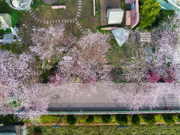 Kwiaty Wiśni Kwitną Qingchuange Scenic Spot Wuhan Hubei — Zdjęcie stockowe