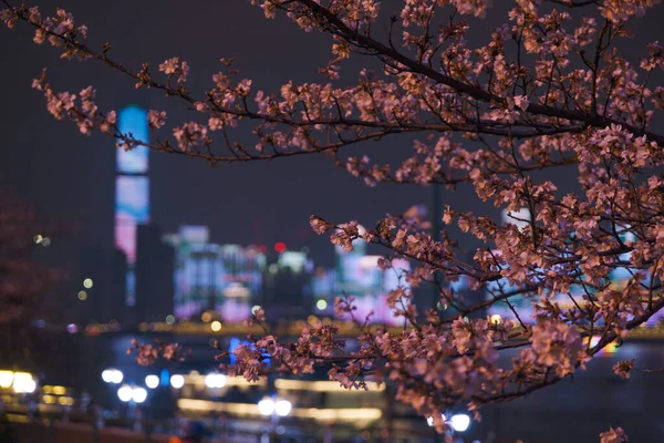 Cherry Blossoms Bloom Qingchuange Scenic Spot Wuhan Hubei — стоковое фото