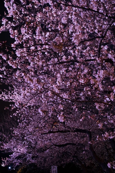 Cherry Blossoms Bloom Qingchuange Scenic Spot Wuhan Hubei — стоковое фото
