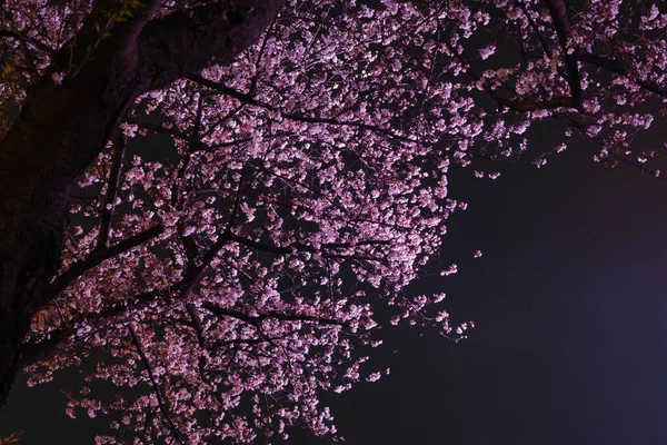 Ανθισμένα Άνθη Κερασιάς Στο Qingchuange Scenic Spot Στο Wuhan Hubei — Φωτογραφία Αρχείου