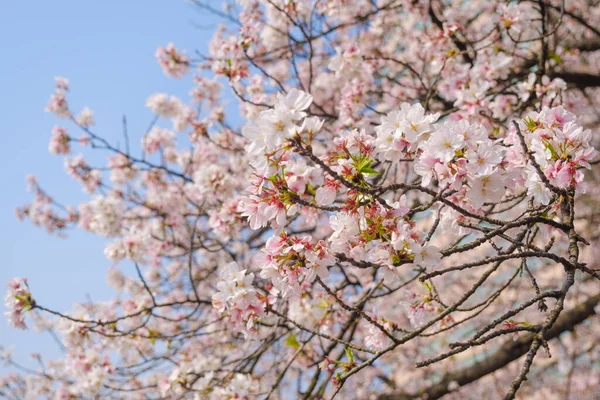 Wuhan, Hubei 'deki Qingchuange Sahnesi' nde kiraz çiçekleri açar.