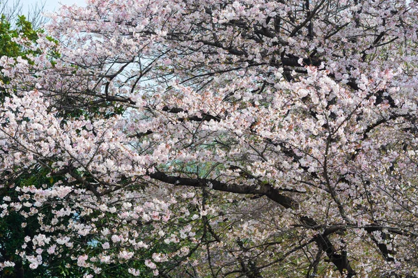 湖北武汉青川风景名胜区樱花盛开 — 图库照片