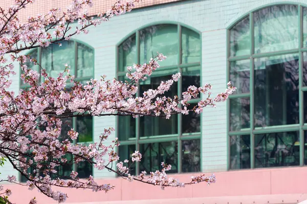 Wuhan, Hubei 'deki Qingchuange Sahnesi' nde kiraz çiçekleri açar.