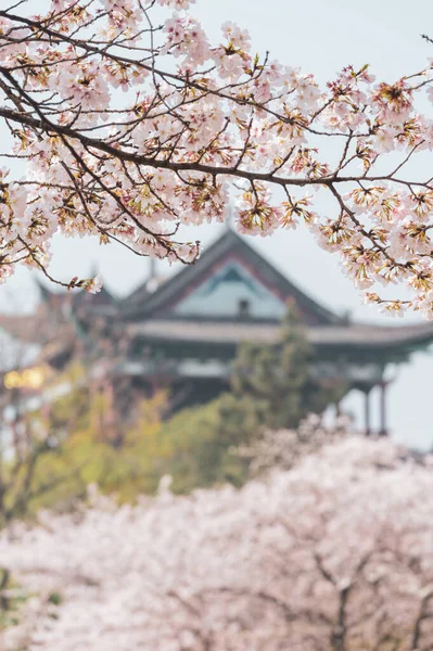 Wuhan, Hubei 'deki Qingchuange Sahnesi' nde kiraz çiçekleri açar.