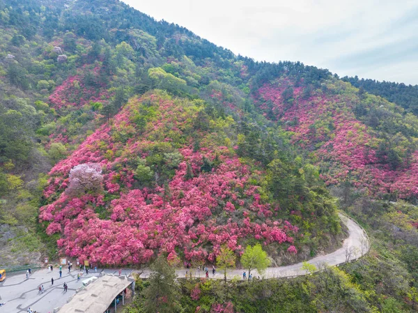 湖北武汉黄皮木兰云武山的春景 — 图库照片