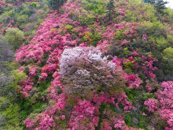 Paisajes Primavera Montaña Huangpi Mulan Yunwu Wuhan Hubei —  Fotos de Stock