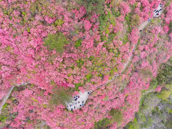 Весенний Пейзаж Горы Хуанпи Мулан Юньу Ухане Хубэй — стоковое фото