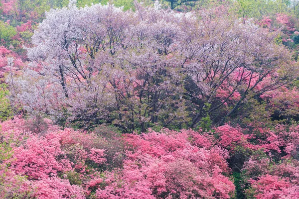 湖北武汉黄皮木兰云武山的春景 — 图库照片