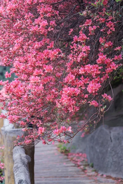 湖北武汉黄皮木兰云武山的春景 — 图库照片