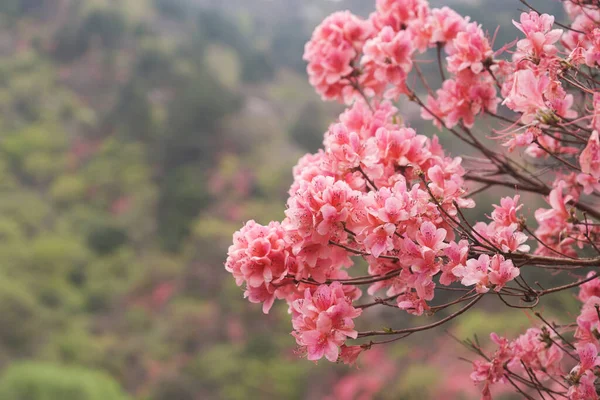 Spring Scenery Huangpi Mulan Yunwu Mountain Wuhan Hubei — Stock Photo, Image