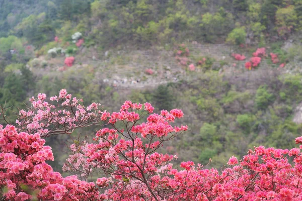 湖北武汉黄皮木兰云武山的春景 — 图库照片