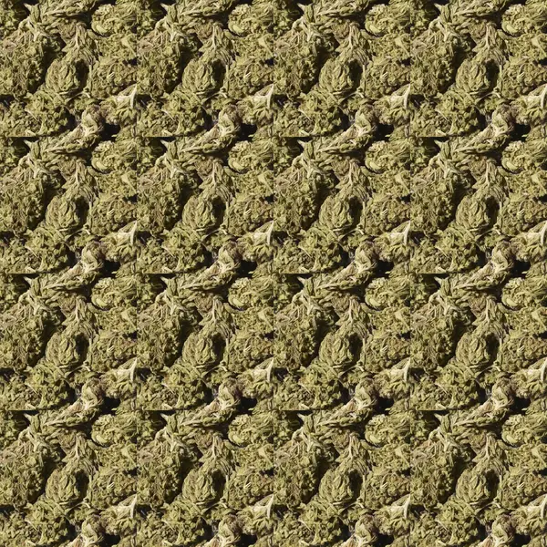 Medische marihuana — Stockfoto