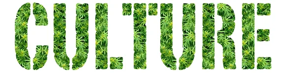 大麻文化 — 图库照片