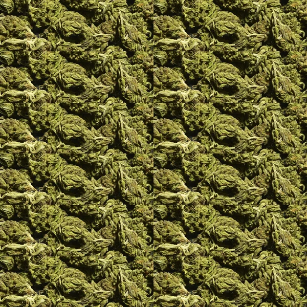 Marijuana medica — Foto Stock