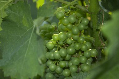 üzüm üzüm şarap üzüm bağı