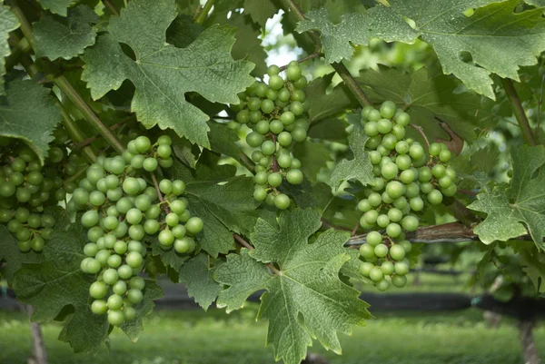 Viñedos de uva Viñedo de vino — Foto de Stock